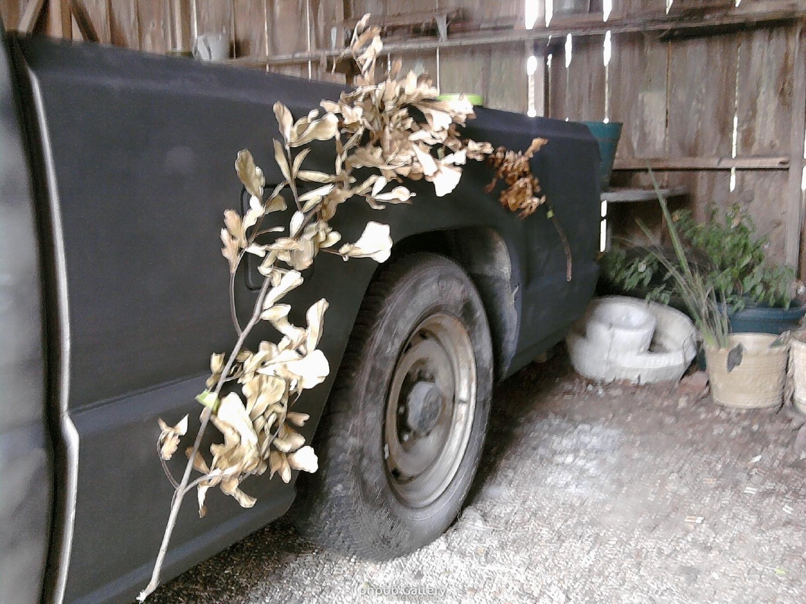 firstlayerleaves